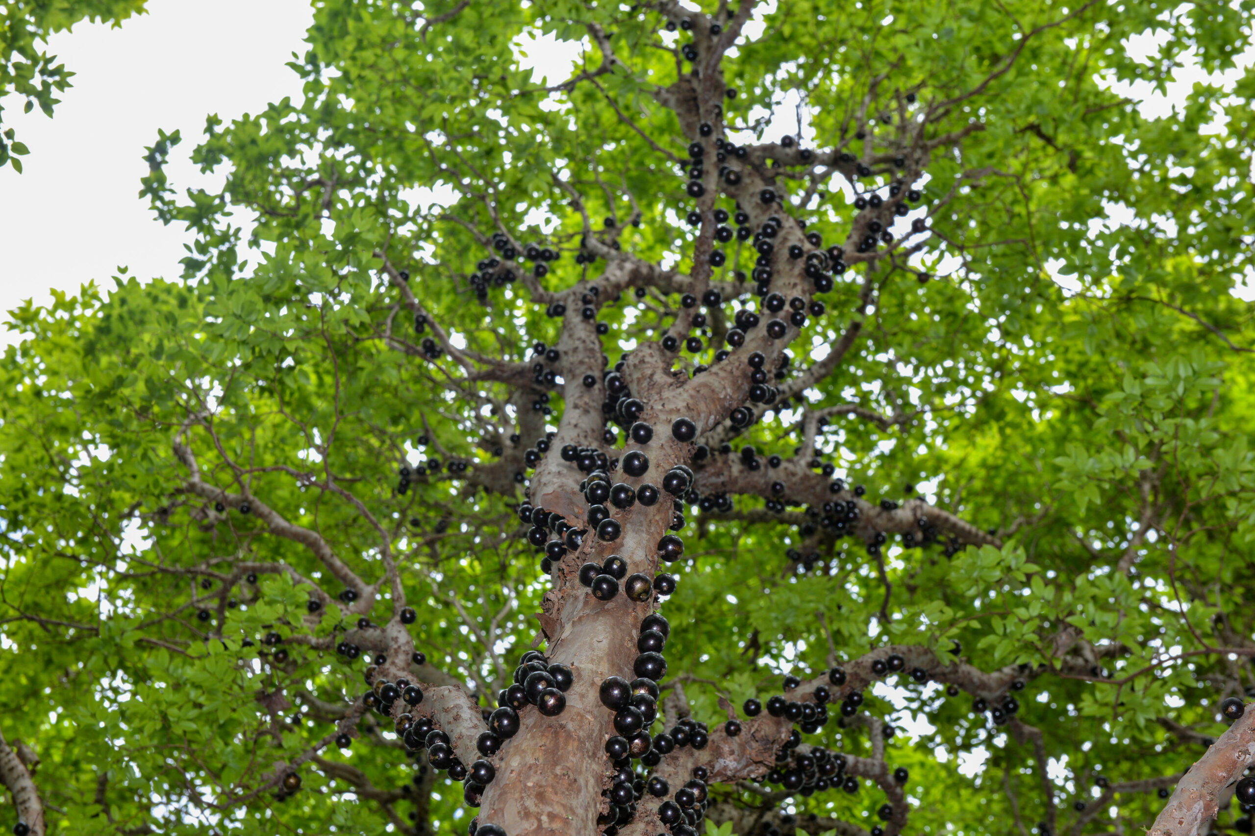 4ª Festa da Colheita da Jabuticaba de Taquaruçu